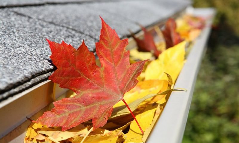 autumn leaves in gutter