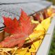 autumn leaves in gutter